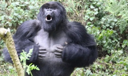 大猩猩交配视频高清,高清交配视频揭秘神秘生活